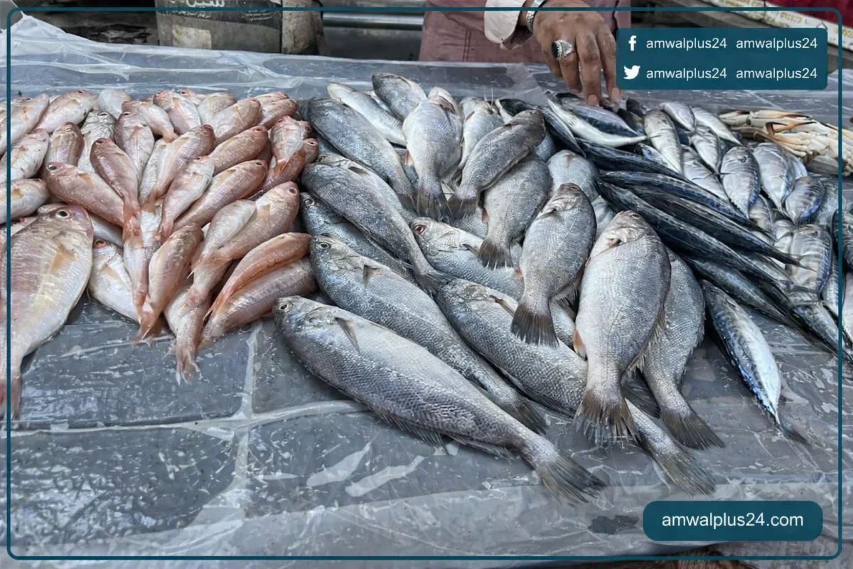 أسعار الأسماك