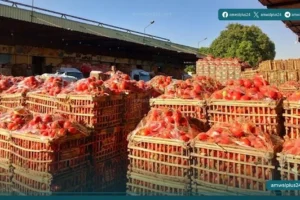 أسعار الخضار