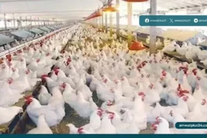 أسعار الدواجن