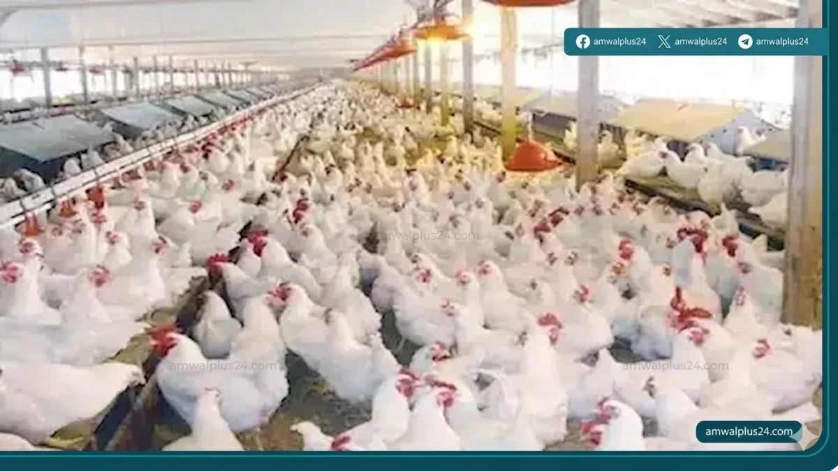 أسعار الدواجن