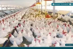 أسعار الدواجن