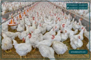 أسعار الدواجن