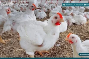 أسعار الدواجن