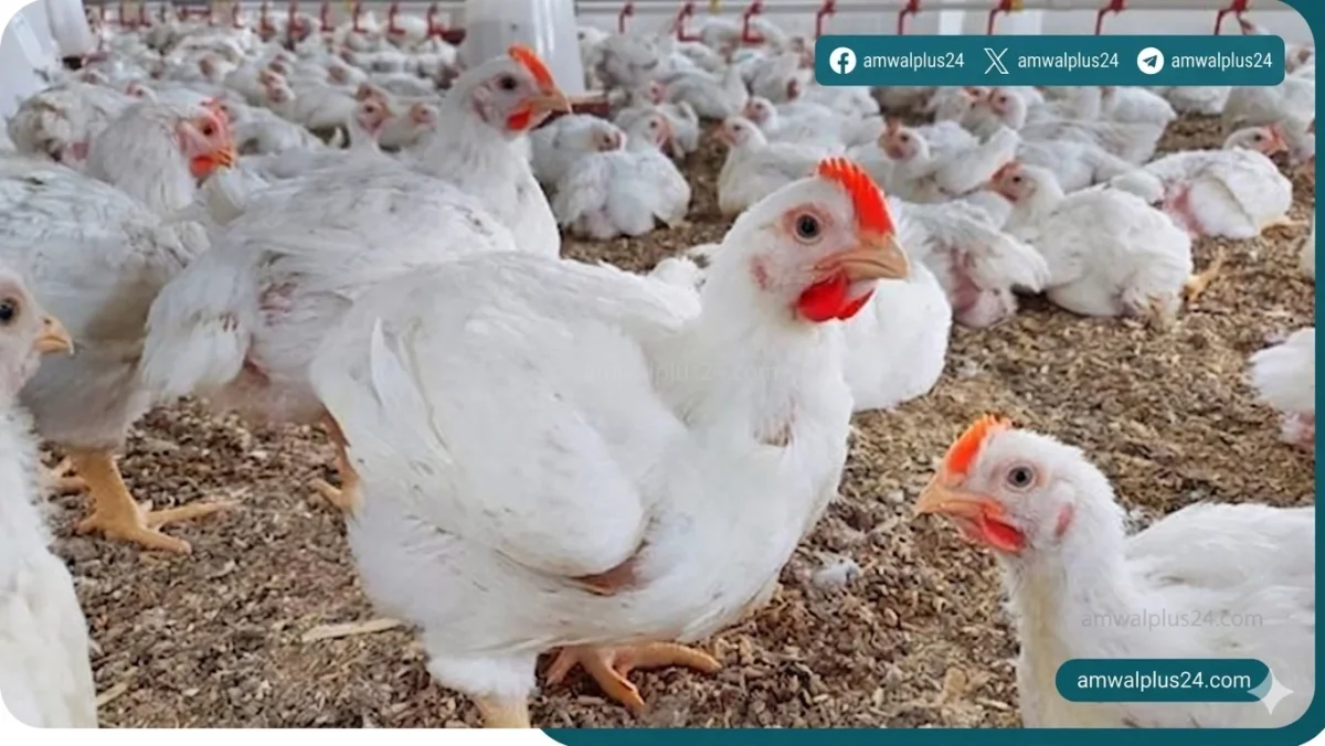 أسعار الدواجن