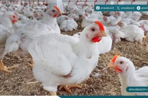 أسعار الدواجن