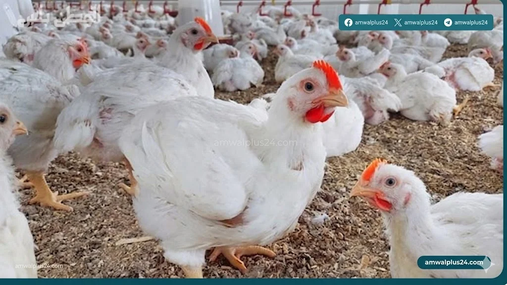 أسعار الدواجن