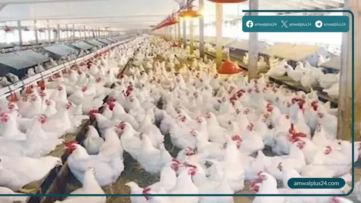 أسعار الفراخ