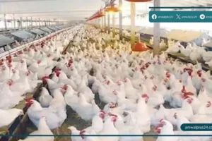 أسعار الفراخ