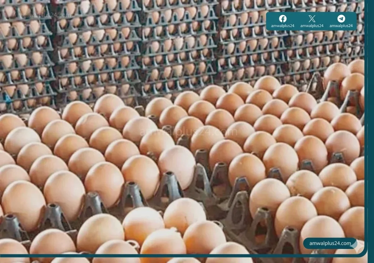 أسعار كرتونة البيض