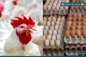 أسواق الدواجن