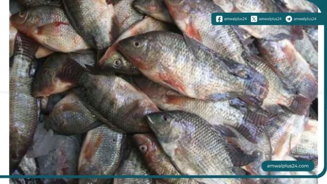 أسعار الأسماك