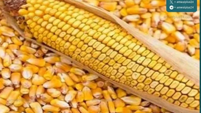 أسعار الأعلاف