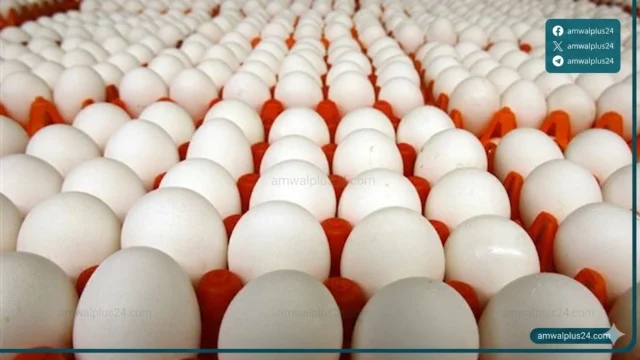 أسعار البيض