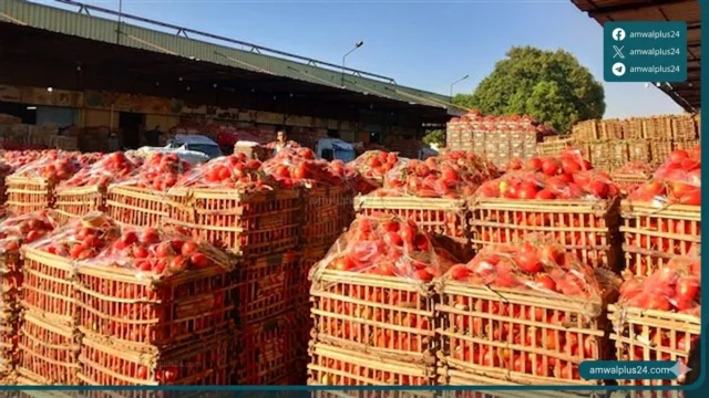 أسعار الخضار