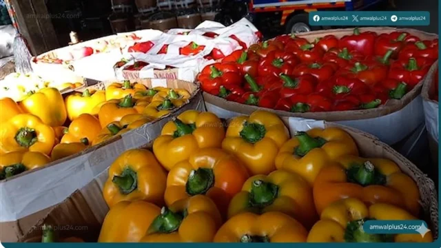 أسعار الخضراوات