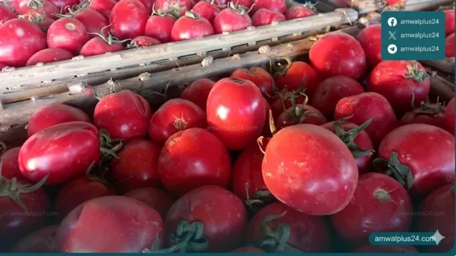 أسعار الخضروات