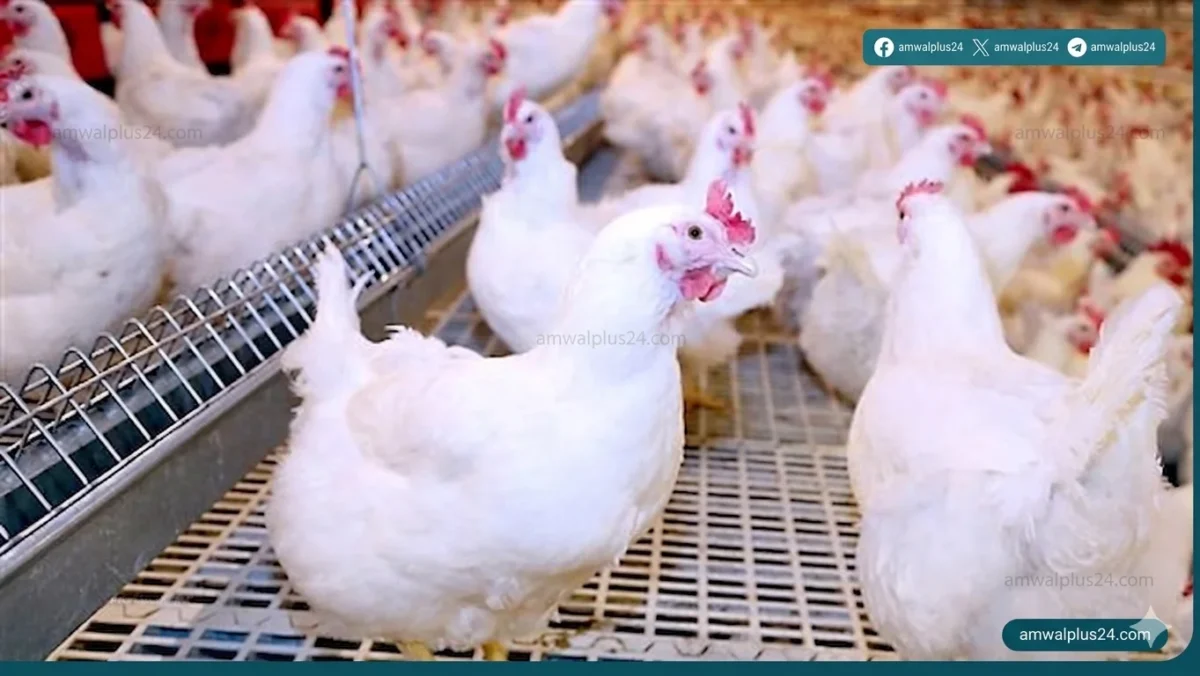 أسعار الدواجن