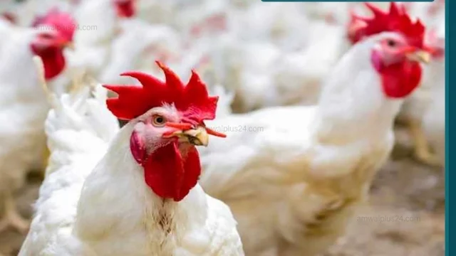 أسعار الدواجن