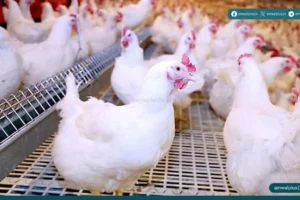 أسعار الدواجن