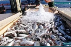 أسعار السمك