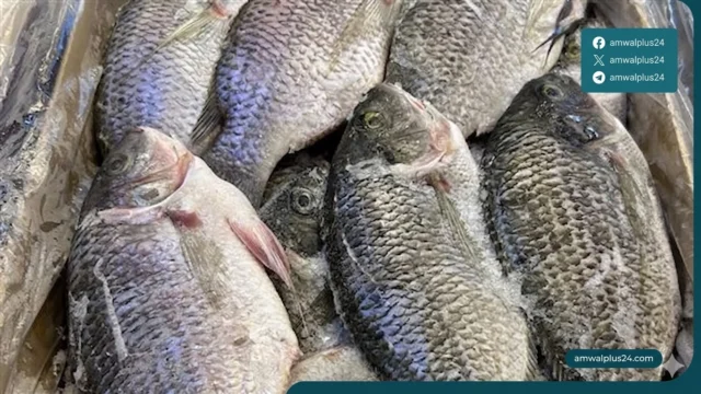 أسعار السمك