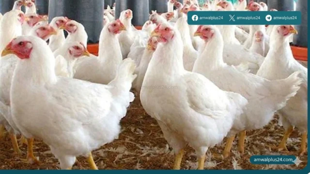 أسعار الفراخ
