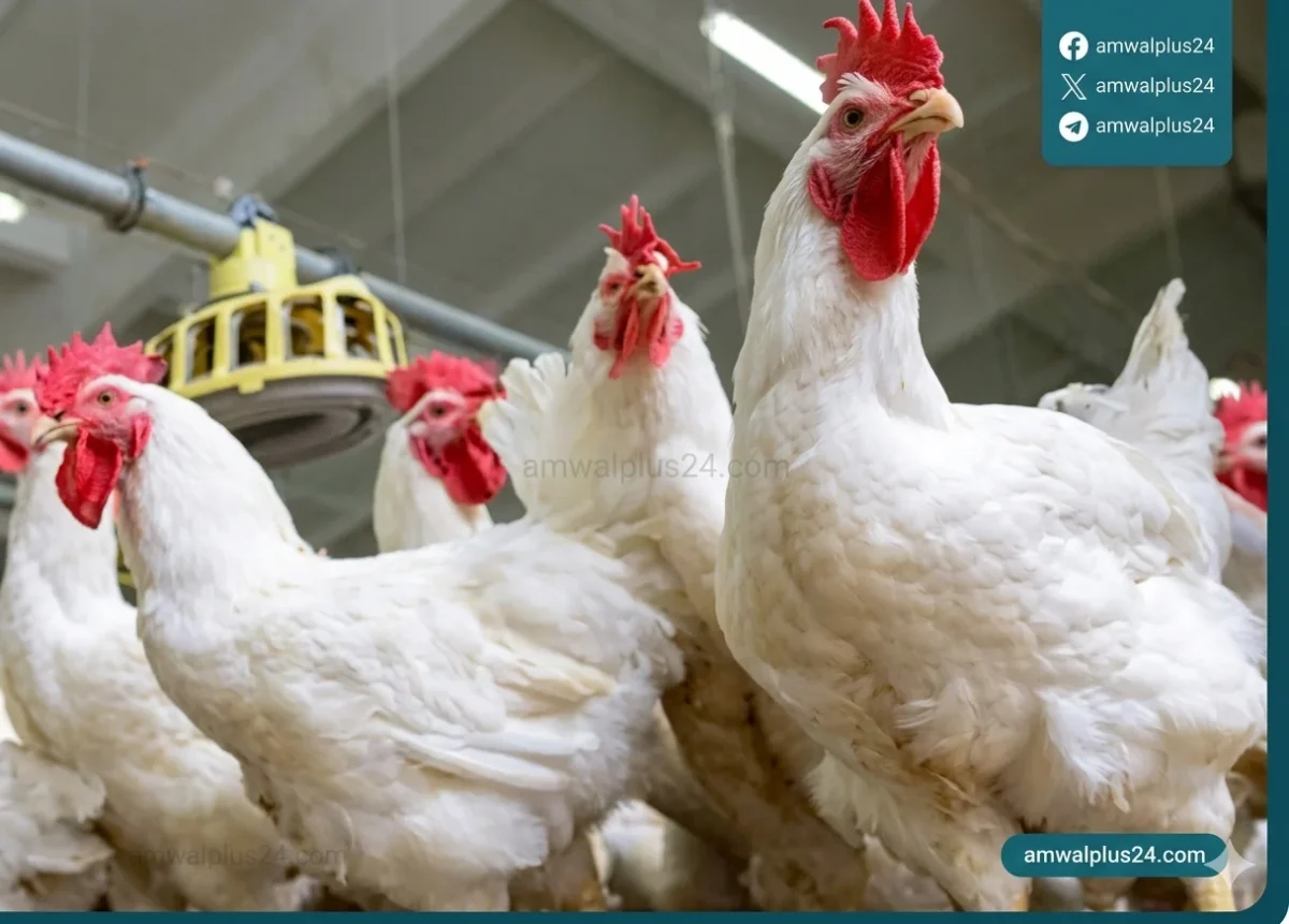 أسعار الفراخ