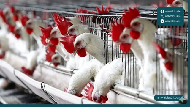 أسعار الفراخ