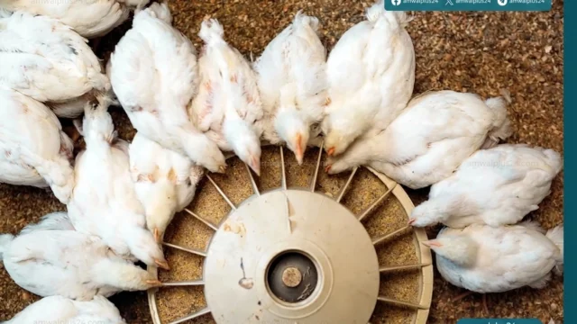 أسواق الأعلاف الداجنة