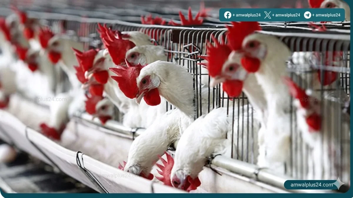 أسعار الدواجن