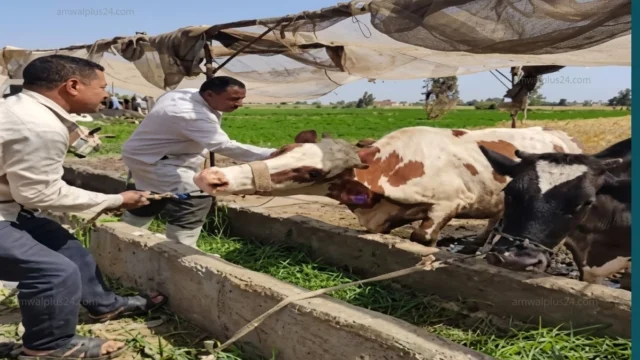 الثروة الحيوانية