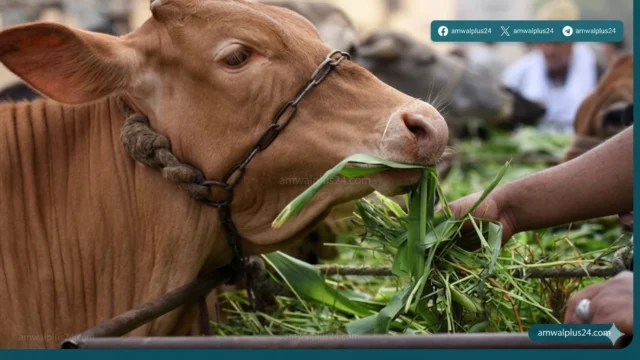 المهندس كريم بدوي