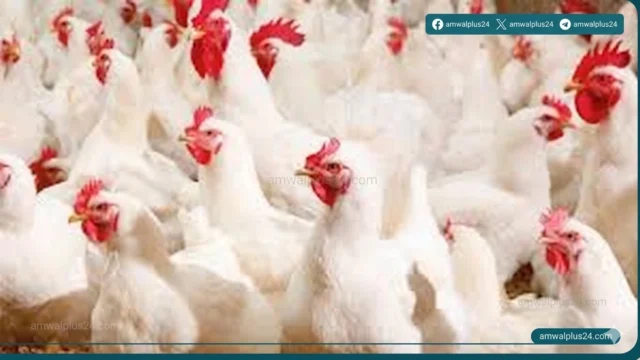 بورصة الدواجن