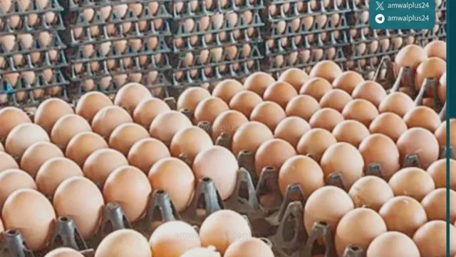 حازم المنوفي أن الأسواق المصرية