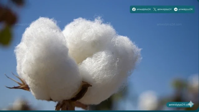 شركة العربية