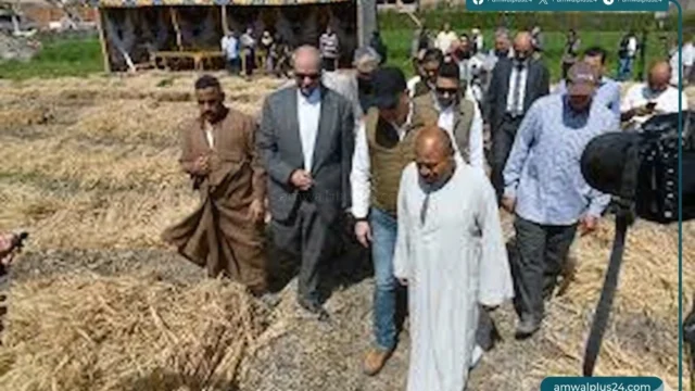 موسم حصاد القمح الفيوم 2026