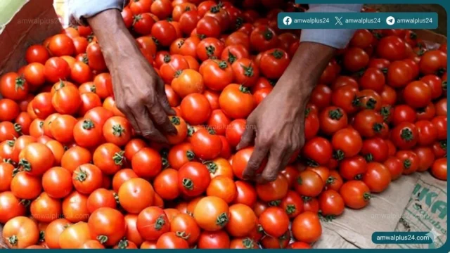 أسعار الطماطم في مصر