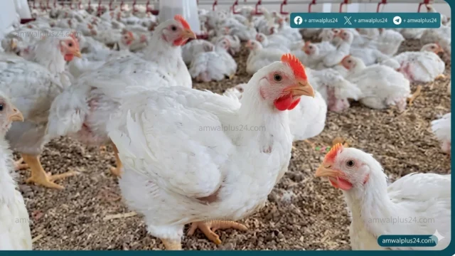 أسعار الفراخ اليوم في مصر
