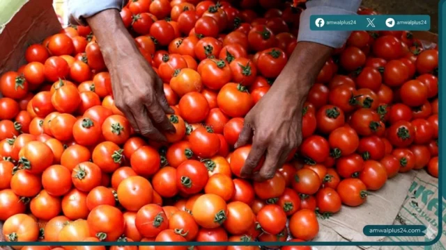 اسباب ارتفاع اسعار الطماطم في مصر