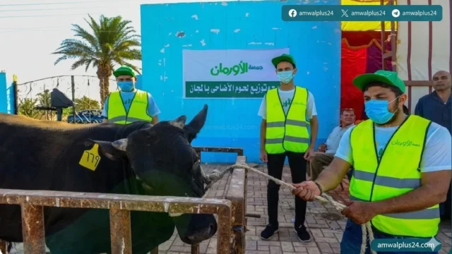 توزيع لحوم الاضاحي في قنا 2026